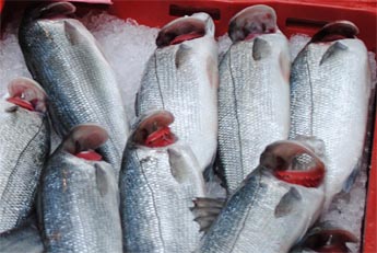 Frischer Fisch Fischer